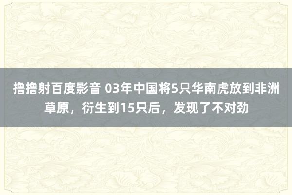 撸撸射百度影音 03年中国将5只华南虎放到非洲草原，衍生到15只后，发现了不对劲