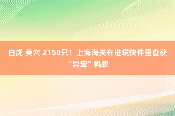 白虎 美穴 2150只！上海海关在进境快件里查获“异宠”蚂蚁