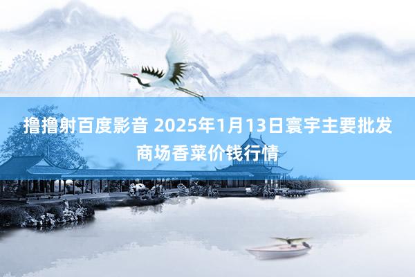 撸撸射百度影音 2025年1月13日寰宇主要批发商场香菜价钱行情