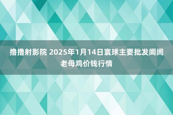 撸撸射影院 2025年1月14日寰球主要批发阛阓老母鸡价钱行情